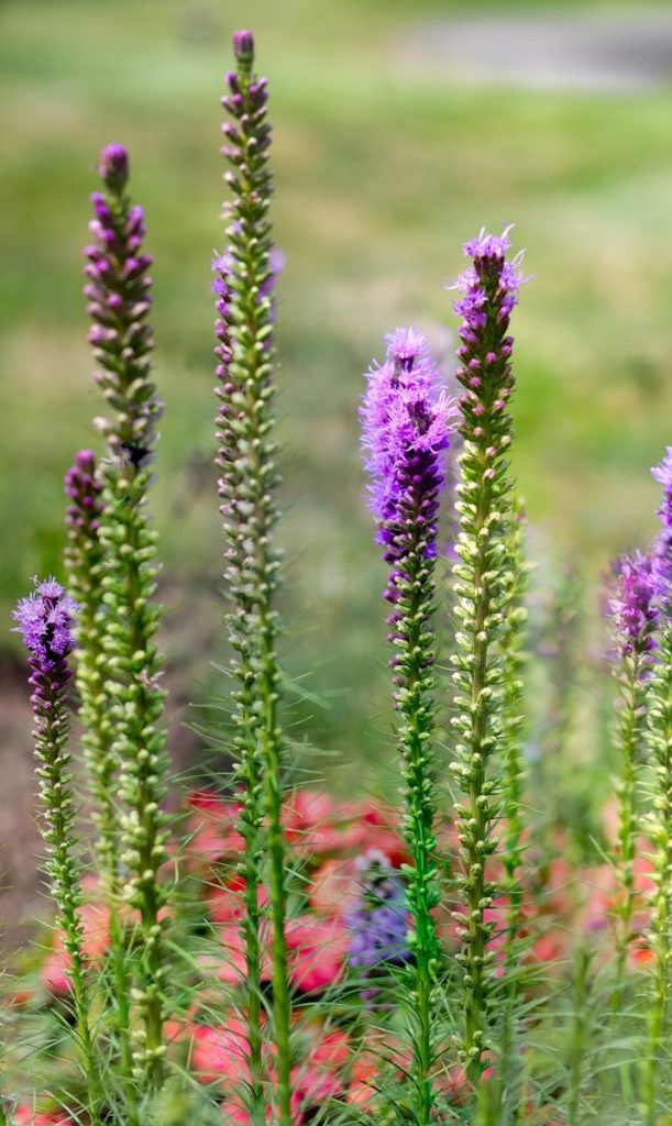 A bunch of flowers that are in the grass